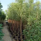 مشتل الجموم الجميع انواع اشجار الجملة