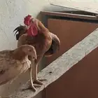 دجاج ديوك للبيع