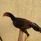 جوز شامو ياباني