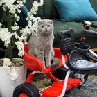 قط اسكوتش دبل فولد للتزاوج  ndash  الرياض قطي نوع Scottish