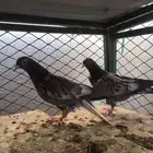 طبتين قطايف اخوان طيور طيبه جاهزه ل الترسيم
