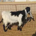 معزا حليب شرط