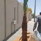 نخل عربي وواشنطنيا وأشجار الزينه