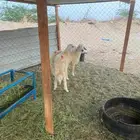 طليان من المراح