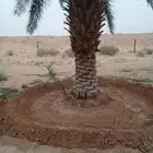 يوجد عمال مزرعه نخيل تحويض جريد تكريب قلاع