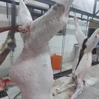 مطلوب مسلخ للايجار