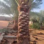 يوجد لدي نخل انواع ممتازه حائل