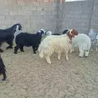 يوجد ذبائح طليان تيوس حشو