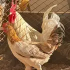 ديك ابيض صك اسليماني ودجاجه بلديه كفو سالمه من كل العذاريب