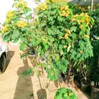 بيع جميع انواع النخل والشجر والعشيب والورد والزهر وقص الاشجا