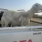 للبيع غنم حيل ومعزاء