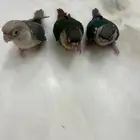 3 فروخ كنيور للبيع