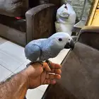 فرخ كاسكو. (مباع)
