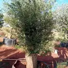 يوجد لدينا جميع مقاسات الزيتون المعمره
