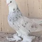 سيهات حي الديره