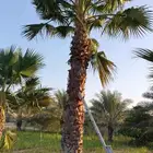 ابوياسين لبيع جميع انواع النخيل البلدي والواشنطن والفسيل