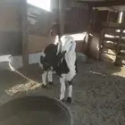 طلي خمس شهور طيب مقفل نظيف شق تووم