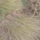 علف مزرعه ممتاز للحلال