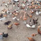 دجاج بلدي العمر 100 يوم