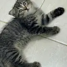 كيتن سكوتش فولد وسكوتش ستريت إنتاج بطل ماشاءالله