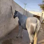 فرس شعبيه شيخه بنت ميمون الصواري