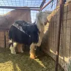 خروف جذع صنف منتج