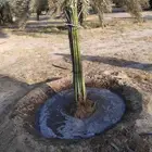 يوجد لدينا جميع انواع النخيل مثمره وجميع المقاسات مختلفه