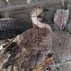 جوز وز عراقي منتج