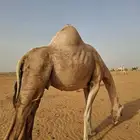 ناقه اركيه للبيع مدني