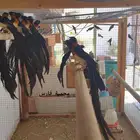 طيور الجنه