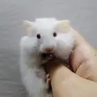 هامستر سوري صغير للبيع اعمارهم مابين الشهر للاربع اشهر