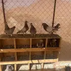 حمام فرنسي سلفر