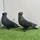 حمام تركي جوز اسود لمعه غرر