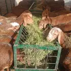 احجز عيدك نعيمي 1600سواكن 1200بربري 650