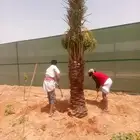 يوجد لدينا نخل زينه وعربي علا جميع المقاسات وسعار مناسبه