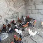 دجاج ذبح وسلخ طازه يومي