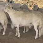 خروف فحل شرط