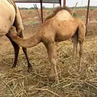 قعود لباني