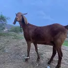 عنز مد وجرم وارتفاع
