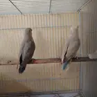 جوز روز للبيع