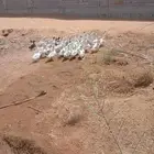بط للبيع العدد 70 حبه
