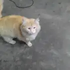 للبيع بس امريكي لون المميز ابيض كل المواصفات