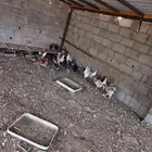 دجاج بلدي وفيومي