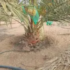 السلام عليكم يوجد لدينا جميع انواع النخيل المثمر وتركيب الشب