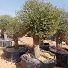 أشجار زيتون معمر