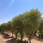 شجر درجه اولا