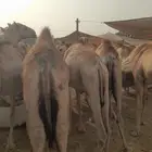 حاشي صومالي نخب اول