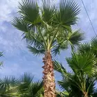 نخيل وشنطونيا اشجار زيتون