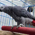 ذكر كاسكو