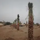 حفرالباطن عرعر الخفجي الشرقية الباحه الخميس